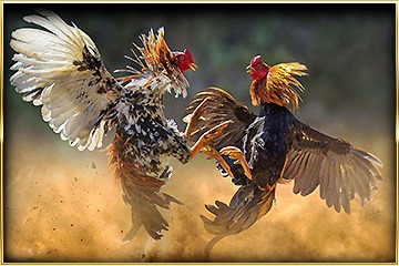 พนันไก่ชน